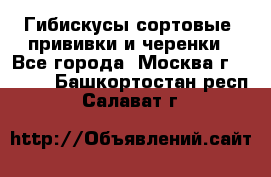 Гибискусы сортовые, прививки и черенки - Все города, Москва г.  »    . Башкортостан респ.,Салават г.